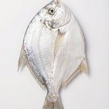 Silver Pomfret 500g