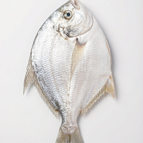Silver Pomfret 500g