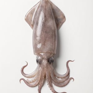 Frozen Squid 500g