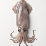 Frozen Squid 500g