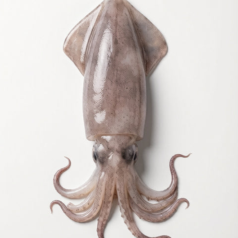 Frozen Squid 500g